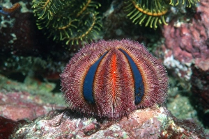 Ball urchin Ball urchin