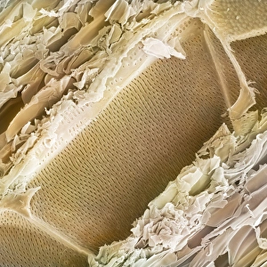 Prints of Balsa wood structure, coloured scanning electron micrograph (SEM). This wood is from the balsa tree (Ochroma pyramidale) Images Dated 2009 March: Balsa wood structure Print, SEM image of longitudinal section