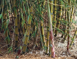 Images Dated 6th March 2013: Bamboo Print (Chusquea culeou)