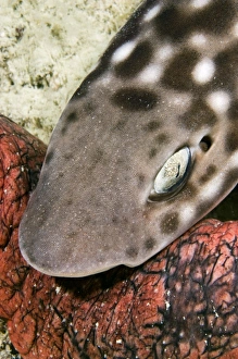 Images Dated 9th September 2009: Bamboo Shark Print