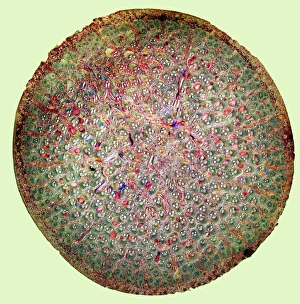 Polarised Light Microscopy Images Prints: Bamboo stem, light micrograph