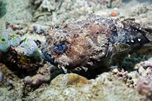 Papua New Guinea Marine Life Prints: Banded toadfish