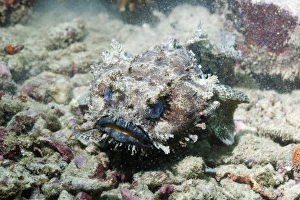Papua New Guinea Marine Life Prints: Banded toadfish C014 / 2944
