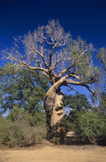 Baobab Tree Prints: Baobab tree