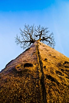 Avenue Of The Baobabs Prints: Baobab tree, Madagascar
