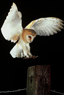 Bird Of Prey Images Prints: Barn owl