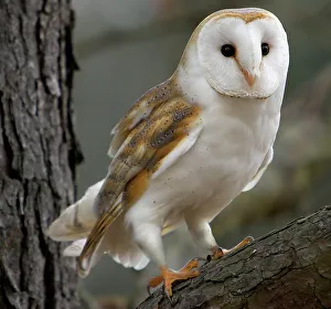 Barn Owl Print - Perched in a Tree