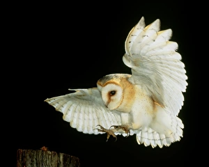Images Dated 2000 November: High-speed photograph of a swooping Barn owl