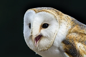 Tyto Alba Images Prints: Barn owl calling