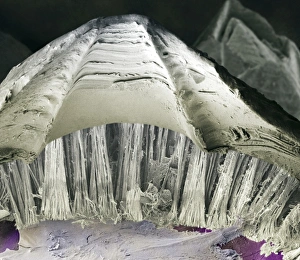 Barnacle glue, SEM Barnacle glue, SEM