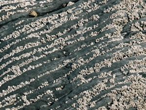 Barnacles on Exposed Shale Print