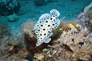 Indonesian Marine Life Prints: Barramundi cod