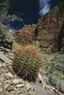 Barrel cactus Barrel cactus