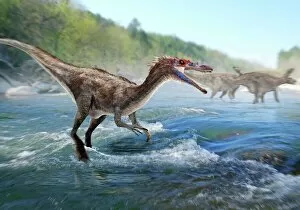 Pre History Collection: Baryonyx dinosaur