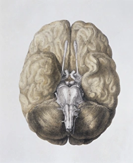 Central Nervous System Prints: Base of the brain