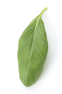 Aromatic Plants Prints: Basil leaf