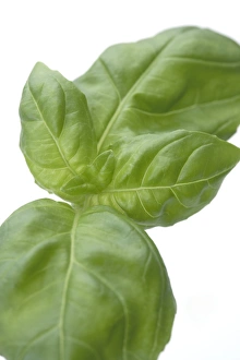 Culinary Herbs Prints: Basil leaves