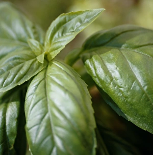 Basil Plant Prints: Basil (Ocimum basilicum)