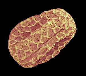Prints of Basil pollen grain. Coloured scanning electron micrograph (SEM) of a pollen grain from the flower of a basil (Ocimum basilicum) plant. Pollen grains are the male gametes (sex cells) of a plant Images Dated 2012 December: Basil pollen grain Print, SEM image