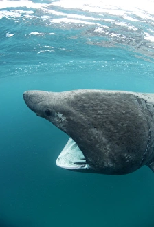 Basking Shark Prints: Basking sharks