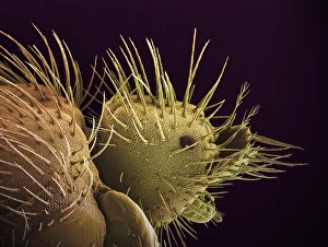 Scanning Electron Microscope Photos Prints: Bat fly head, SEM