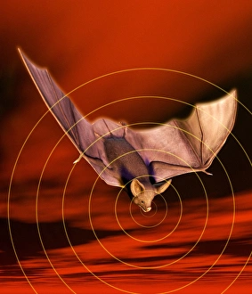 Prints of Bat echolocation system, computer artwork Images Dated 2005 September: Bat Sonar Echolocation System Print