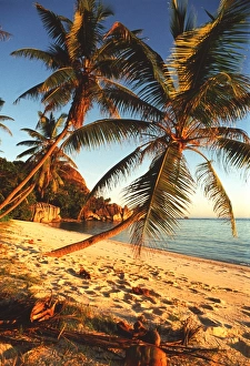 Prints of Beach with palm trees (family Palmae). Photographed in the Seychelles Images Dated 2001 July: Seychelles Beach Palm Tree Print