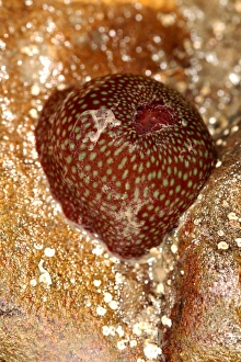 Beadlet anemone Print (Actinia equina, strawberry variety)