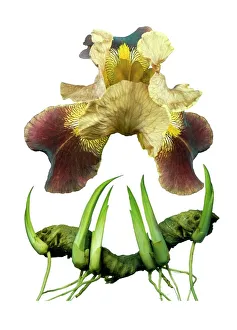 Bearded Iris Prints: Bearded Iris