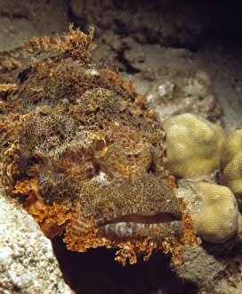 Bearded scropionfish Bearded scropionfish
