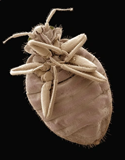Coloured SEM Images Of Insects Prints: Bedbug, SEM