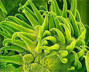 Scanning Electron Microscopy Plant Cells Prints: Bedstraw stem, SEM