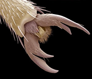 Bee foot claws, coloured SEM Print