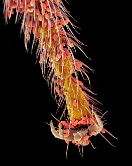 Coloured SEM Images Prints: Bee foot, SEM