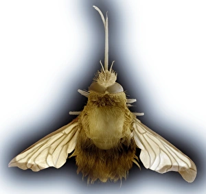 Insect Scanning Electron Microscopy Prints: Bee hawk moth, SEM