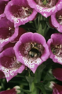 Plant Reproduction Biology Prints: Bee pollination
