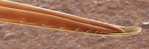Images Dated 2001: Bee sting SEM Print