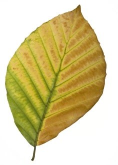 European Beech Leaves Prints: Beech (Fagus sylvatica) tree leaf C014 / 0717