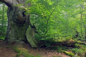 Old Beech Tree Prints: Beech forest C018 / 9217