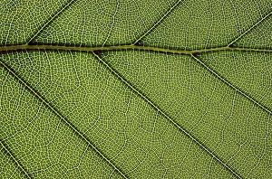 Beech Tree Leaves Prints: Beech leaf