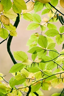 Beech Leaf Photography Prints: Beech leaves