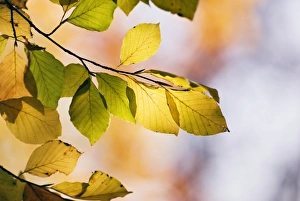 Autumn Beech Leaves Prints: Beech tree foliage