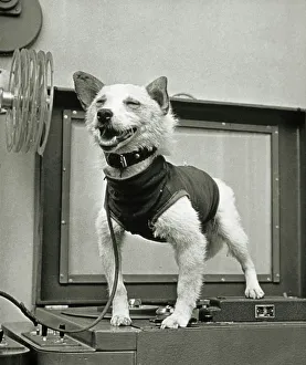 Belka, Soviet space dog, after the mission Belka, Soviet space dog, after the mission