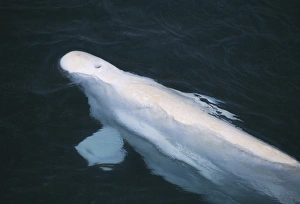 Beluga whale bull Beluga whale bull