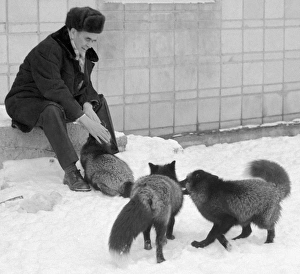 USSR Academy Of Sciences Member Prints: Belyaev with his selectively bred foxes