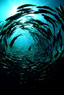 Bigeye trevally Bigeye trevally
