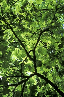 Maple Leaf Images Prints: Bigleaf maple (Acer macrophyllum)