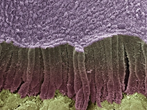 Epithelial Cell Structure Prints: Bile duct, SEM