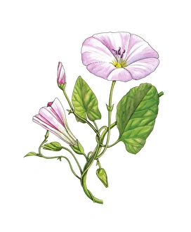 Convolvulus Arvensis Prints: Bindweed (Convolvulus arvensis), artwork C016 / 3415