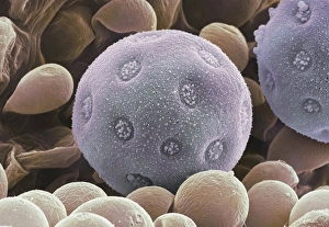 Pollen Grain Structure Prints: Bindweed pollen grains, SEM
